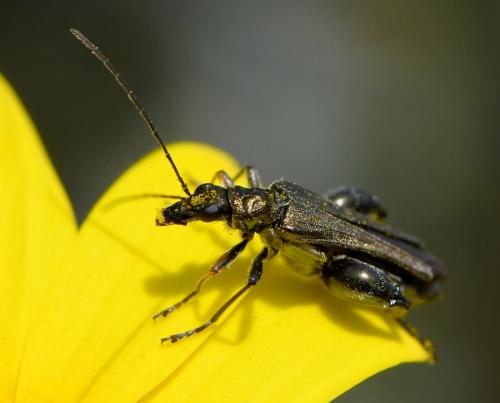 Oedemera sp.